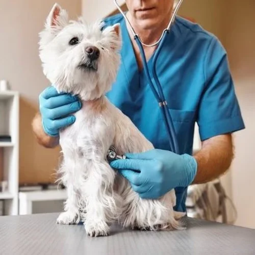 Veterinario-Perro-4-1